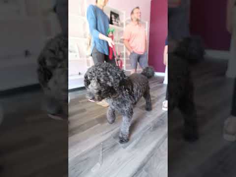 Soft Paws Grand Opening: From Vision to Reality with Local Pet Boutique